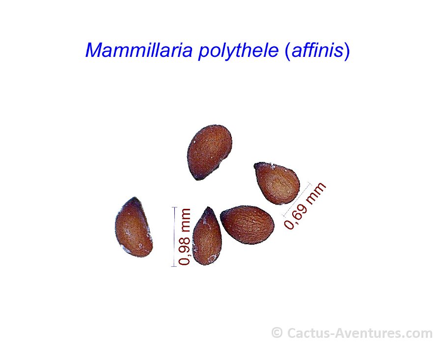 Mammillaria polythele affinis